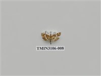 藏品(螟蛾181)的圖片